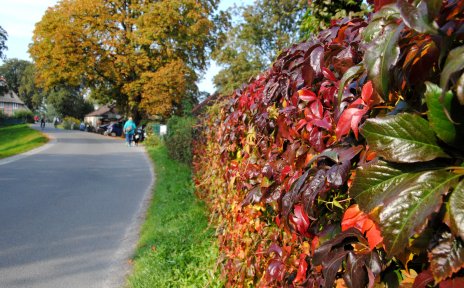 Eine vom Herbst bunt gefärbte Laubhecke Eine vom Herbst bunt gefärbte Laubhecke