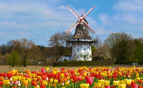 Ein Meer aus Tulpen vor der Oberneulander Mühle Ein Meer aus Tulpen vor der Oberneulander Mühle