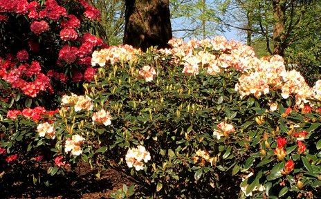 Rhododendronblüten Rhododendronblüten