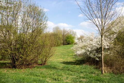 Blick auf eine Grüne Wiese mit Kirschbäumen im Frühling Blick auf eine Grüne Wiese mit Kirschbäumen im Frühling