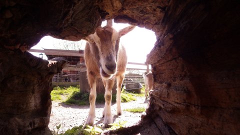 Die Thüringer Waldziege "Arti" auf der Stadtteilfarm Huchting. Die Thüringer Waldziege "Arti" auf der Stadtteilfarm Huchting.