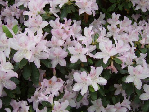 Zartrosa Rhododendronblüten Zartrosa Rhododendronblüten