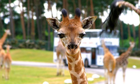 Nahaufnahme einer Giraffe im Serengeti-Park Nahaufnahme einer Giraffe im Serengeti-Park