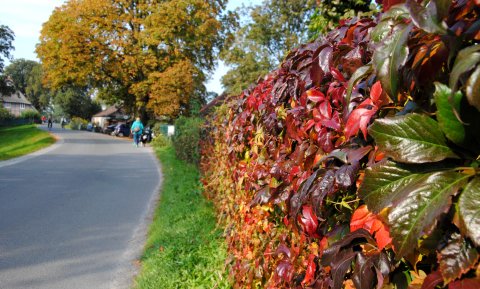 Eine vom Herbst bunt gefärbte Laubhecke Eine vom Herbst bunt gefärbte Laubhecke