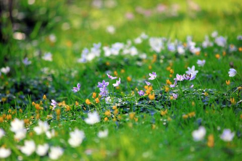 Eine saftig grüne Wiese mit Blumen Eine saftig grüne Wiese mit Blumen
