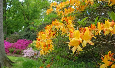Hauptblüte im Rhododendronpark Bremen Hauptblüte im Rhododendronpark Bremen