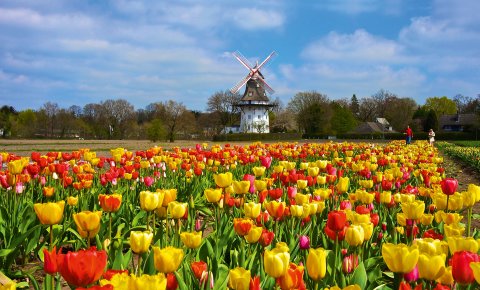 Ein Meer aus Tulpen vor der Oberneulander Mühle Ein Meer aus Tulpen vor der Oberneulander Mühle