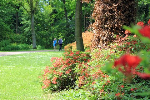blühender Rhododendronpark Bremen blühender Rhododendronpark Bremen