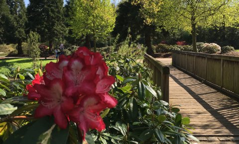 Im Vordergrund die Blüte eines Rhododendron, im Hintergrund eine Brücke und Blick auf die Parklandschaft. Im Vordergrund die Blüte eines Rhododendron, im Hintergrund eine Brücke und Blick auf die Parklandschaft.
