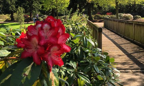 Im Vordergrund die Blüte eines Rhododendrons, im Hintergrund der Rhododendronpark. Im Vordergrund die Blüte eines Rhododendrons, im Hintergrund der Rhododendronpark.