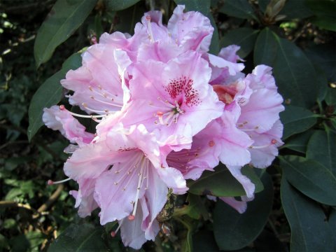 Rosa Rhododendronblüte Rosa Rhododendronblüte