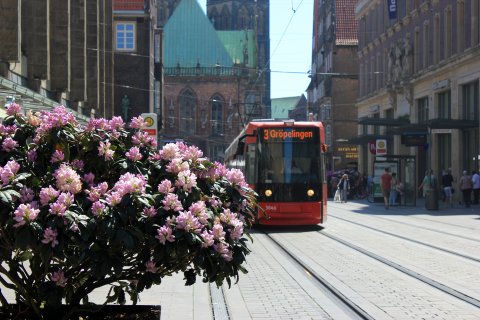 Die Linie 3 in der Obernstraße, links im Vordergrund ein blühender Rhododendron. Die Linie 3 in der Obernstraße, links im Vordergrund ein blühender Rhododendron.